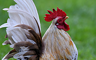 Serama (male)